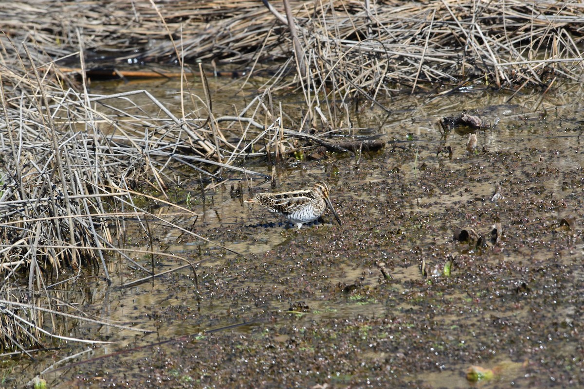 bekasina severoamerická - ML633239982