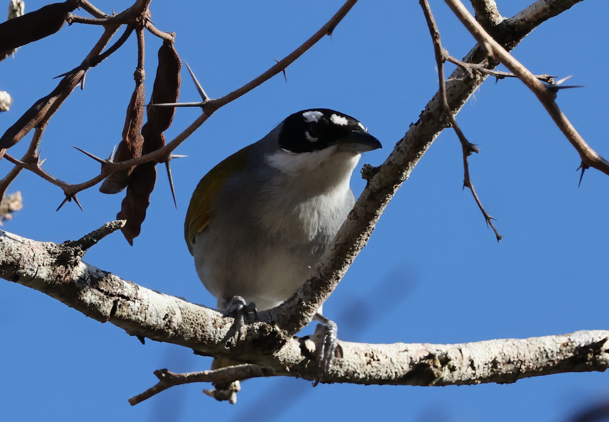 Black-crowned Palm-Tanager - ML633239984