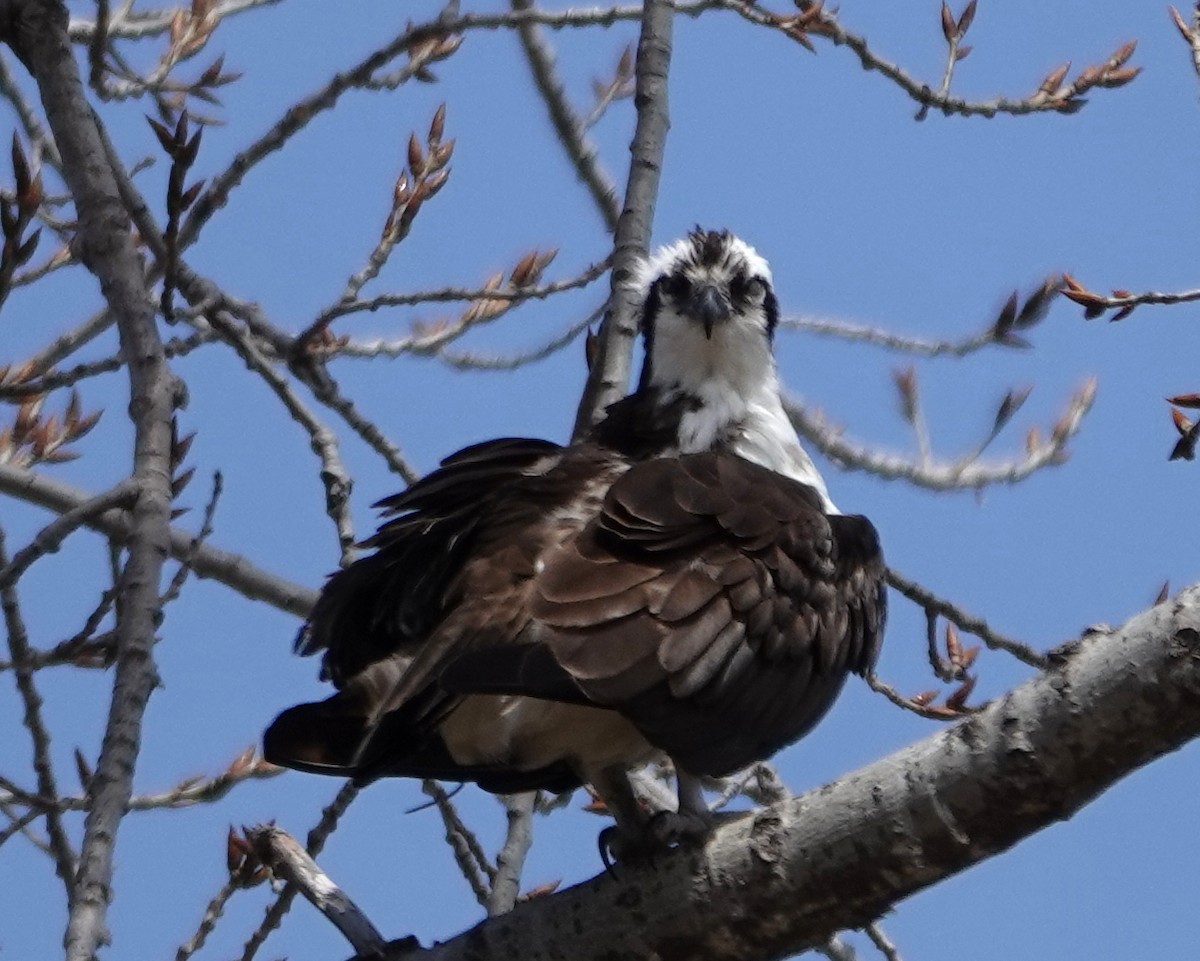 Osprey - ML633240072