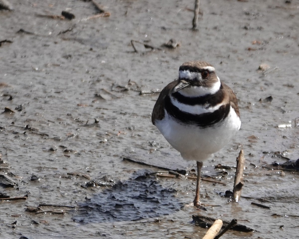 Killdeer - ML633240081