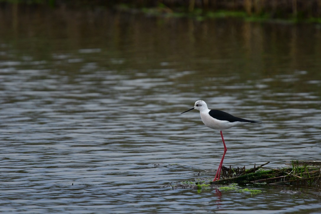 Black-winged Stilt - ML633240089