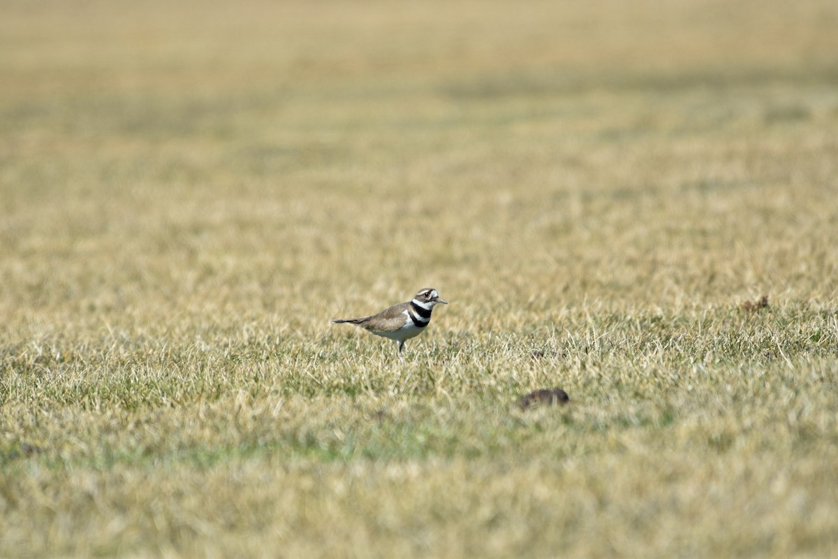 kulík rezavoocasý - ML633240095