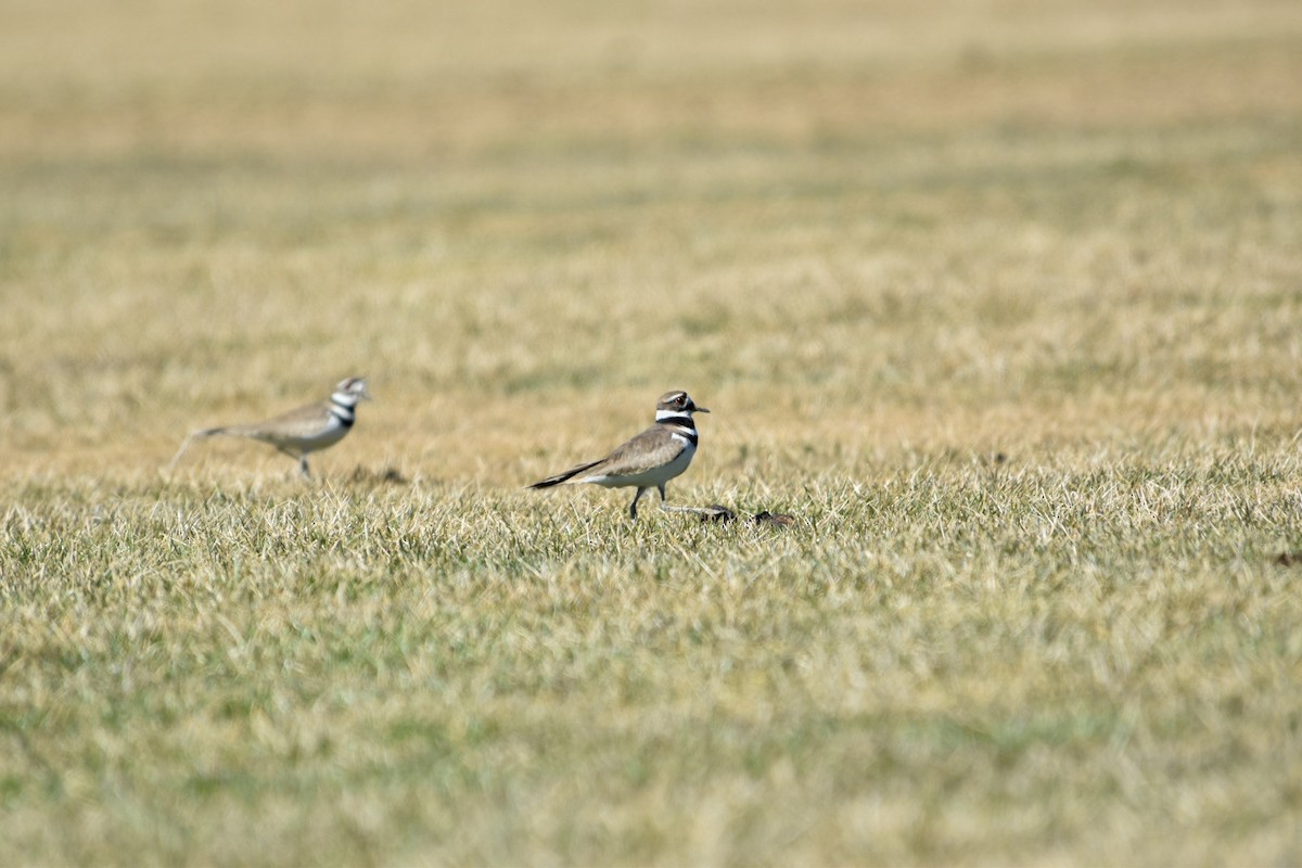 kulík rezavoocasý - ML633240096