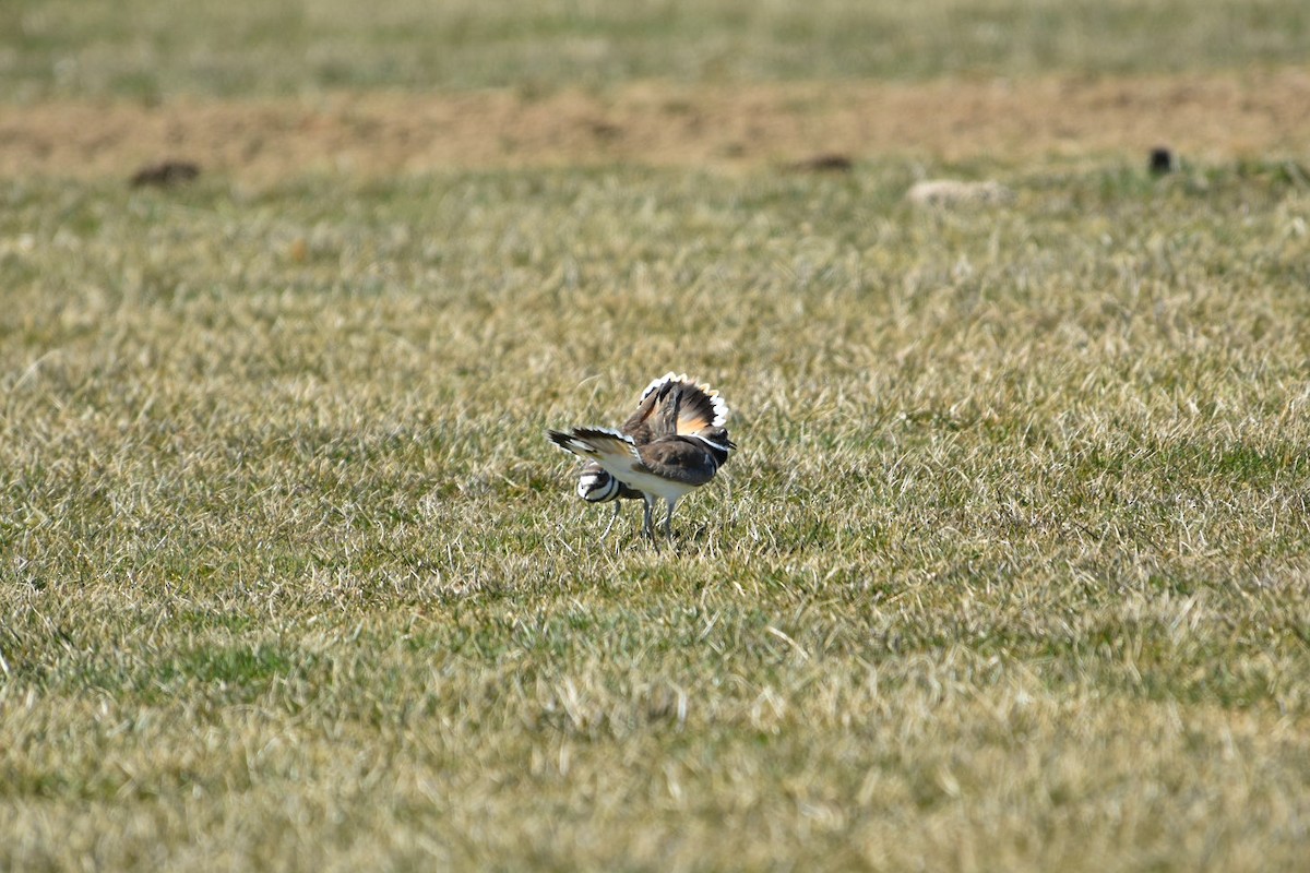 kulík rezavoocasý - ML633240097