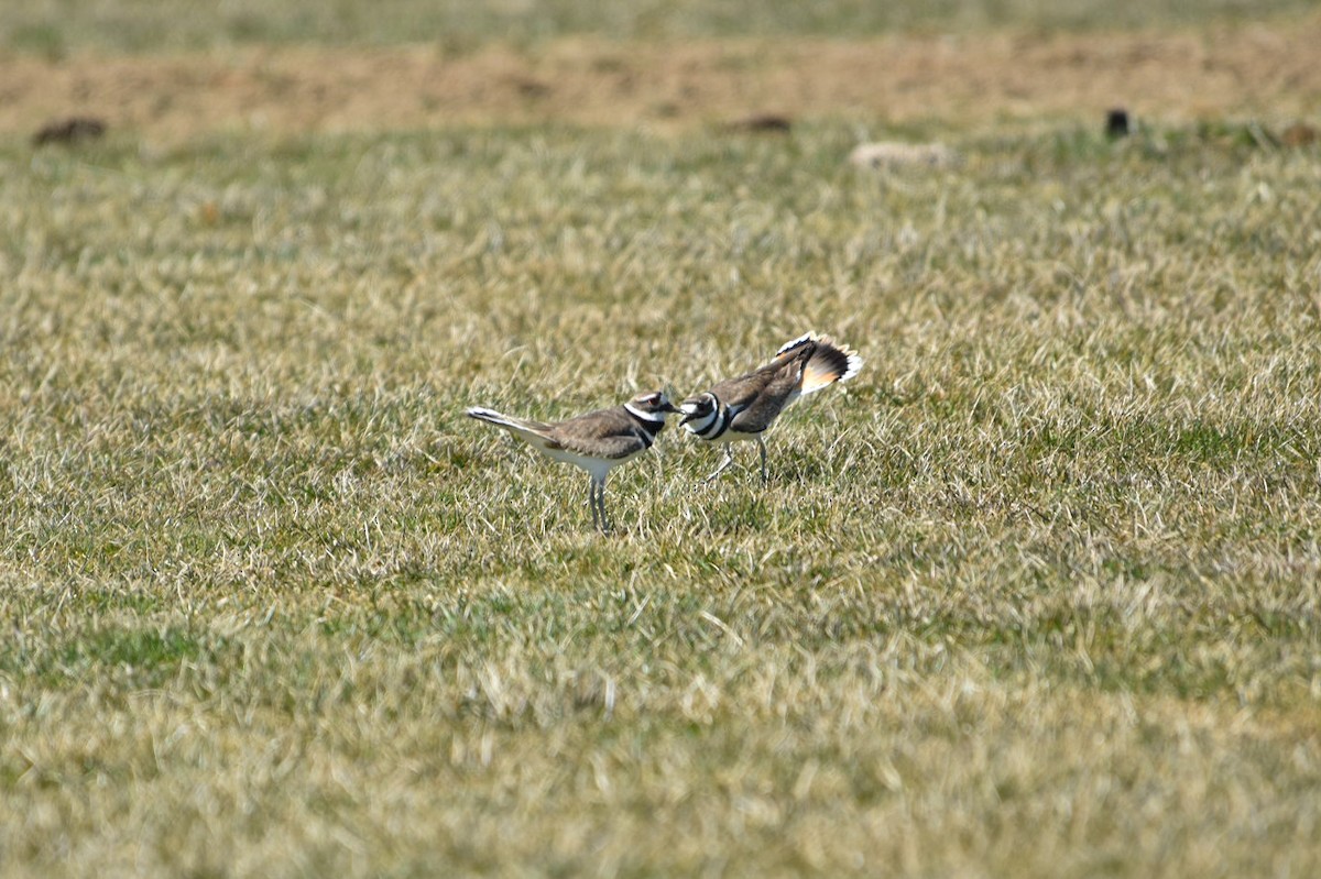 kulík rezavoocasý - ML633240098