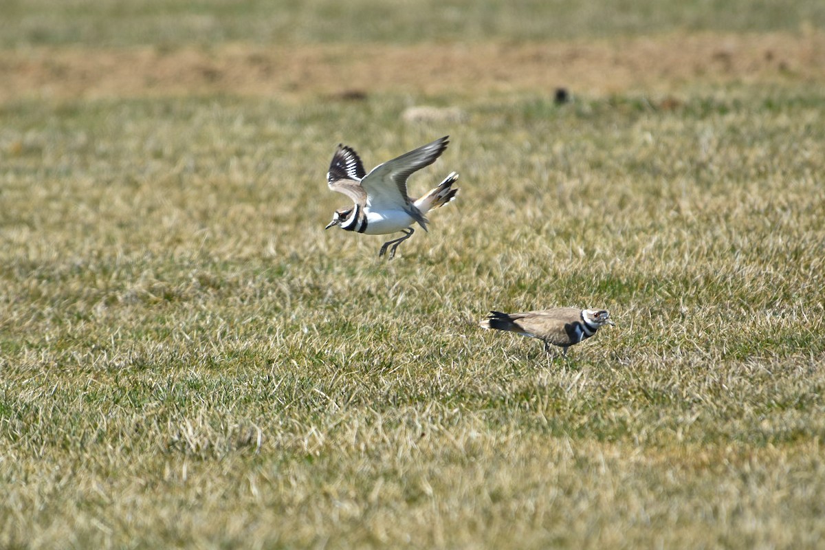 kulík rezavoocasý - ML633240100