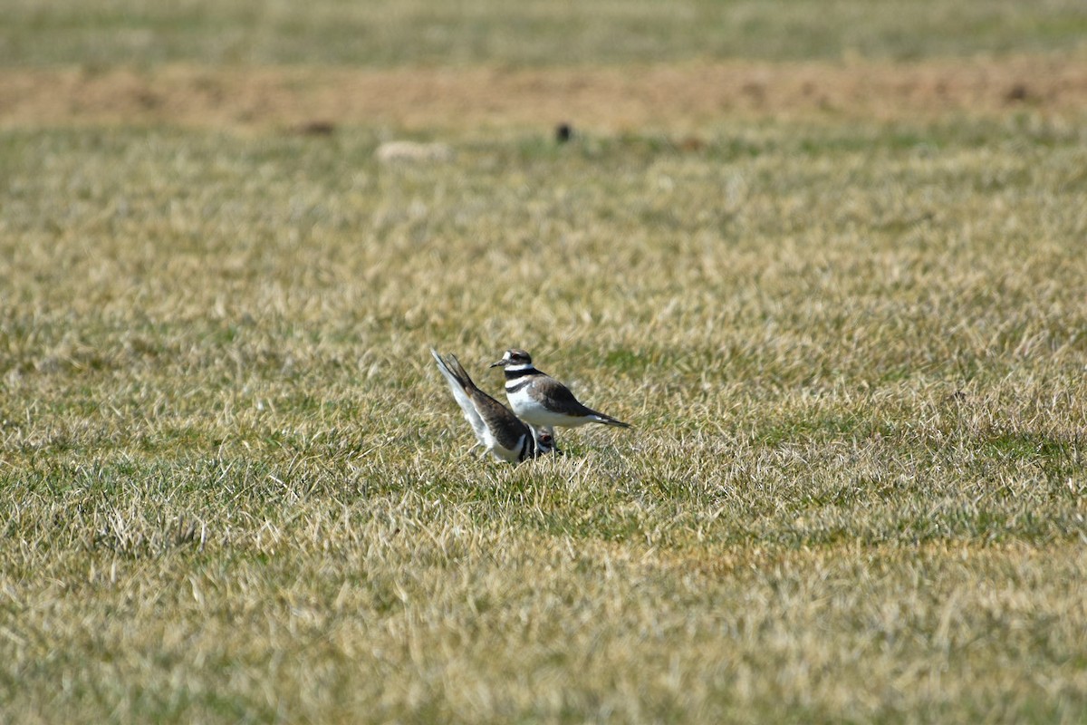 kulík rezavoocasý - ML633240101