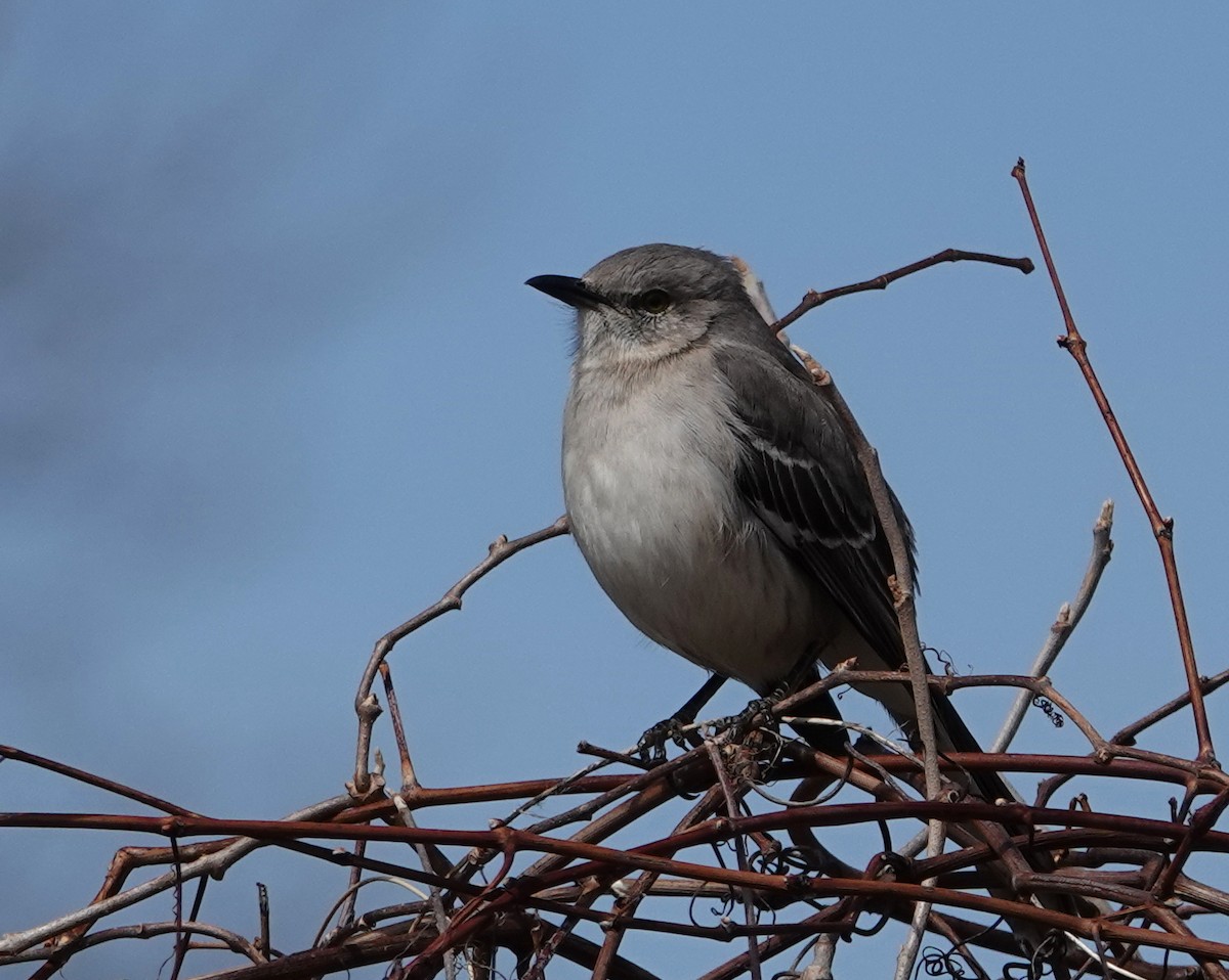 Northern Mockingbird - ML633240133