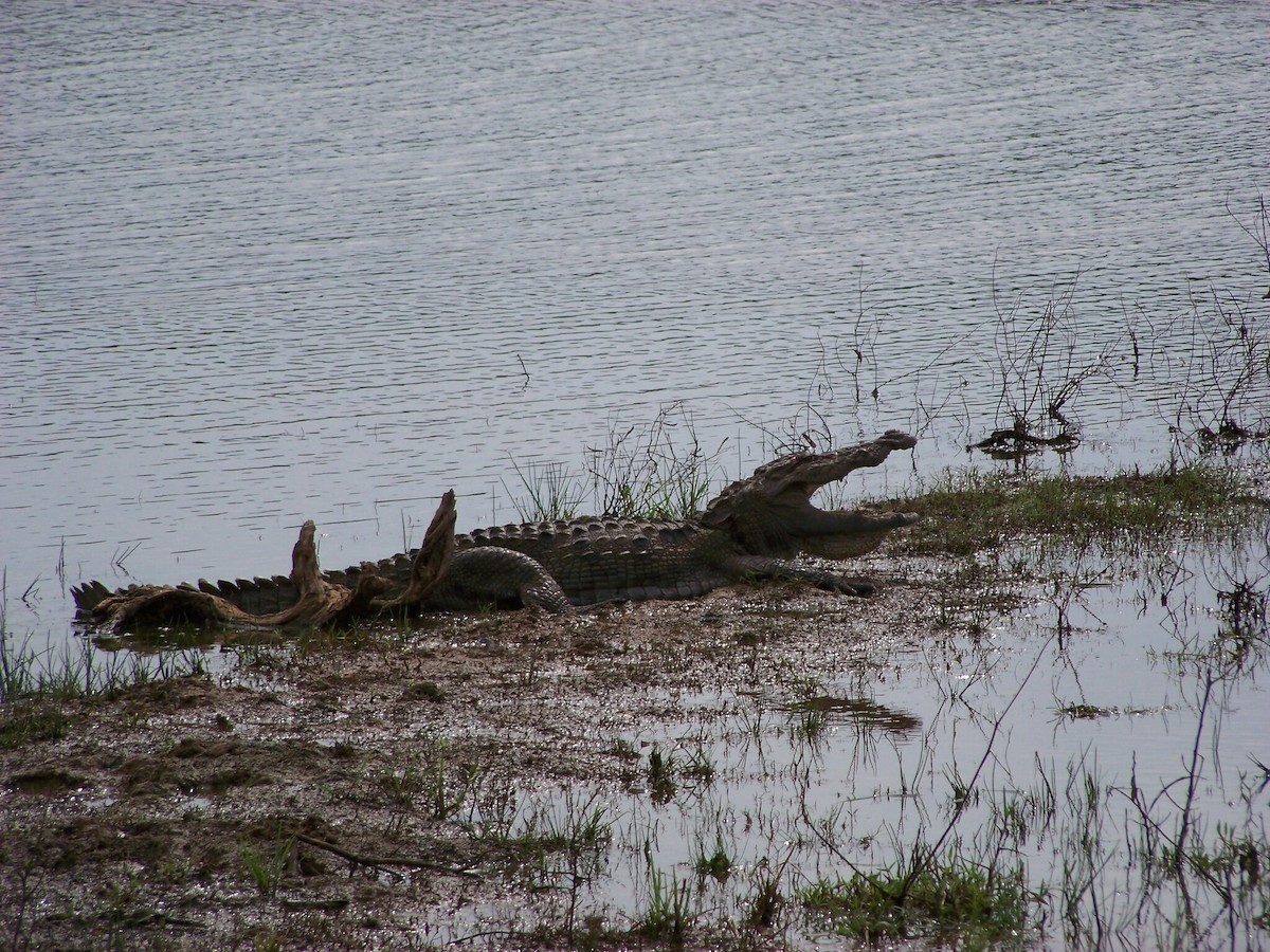 Mugger Crocodile - ML633240166