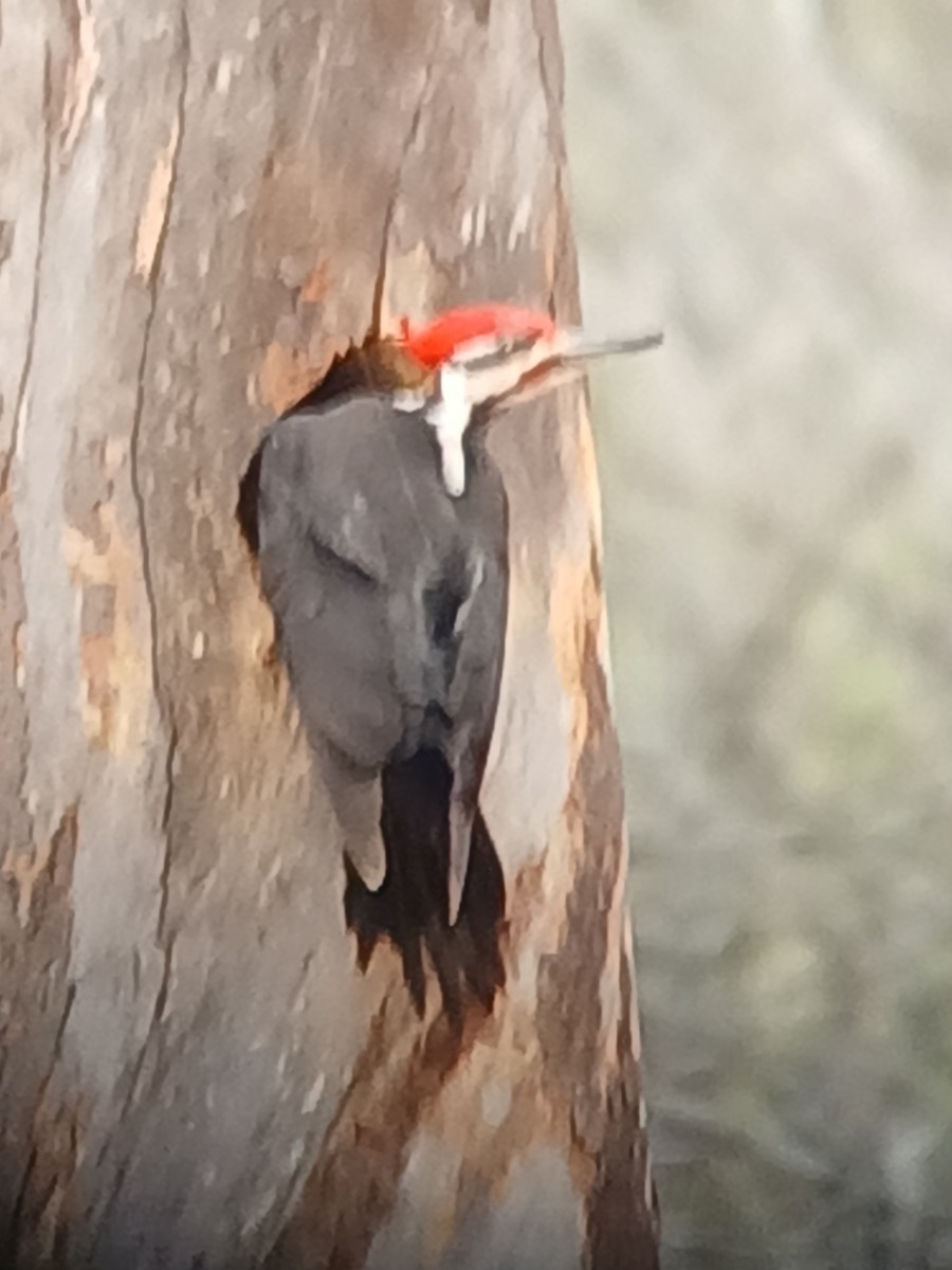 Pileated Woodpecker - ML633240225