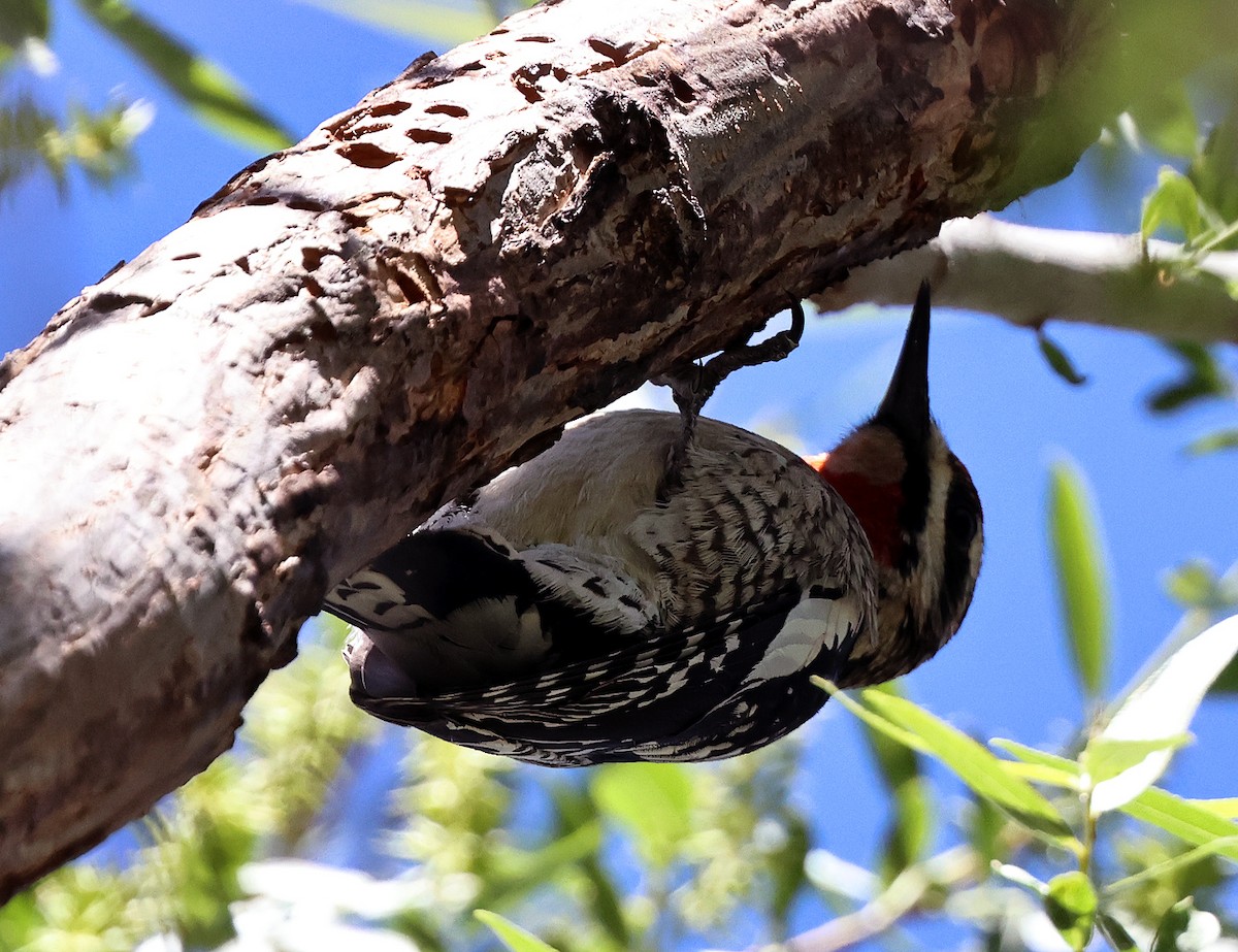 Red-naped Sapsucker - ML633240239