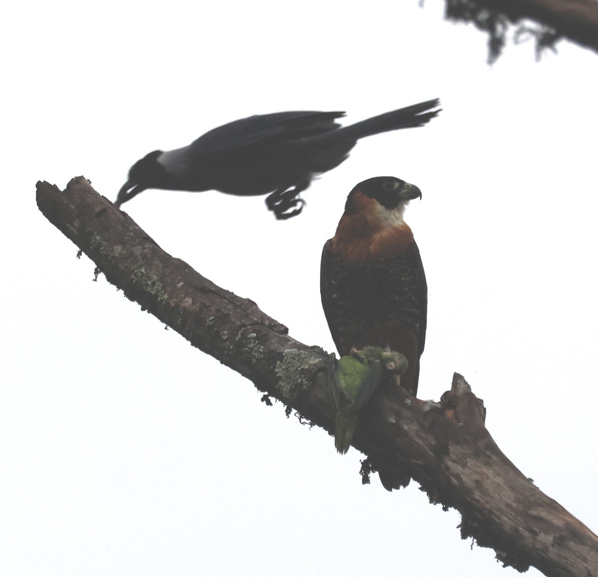 Orange-breasted Falcon - ML633240242