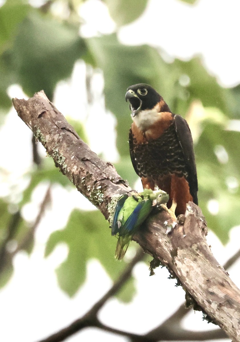 Orange-breasted Falcon - ML633240243