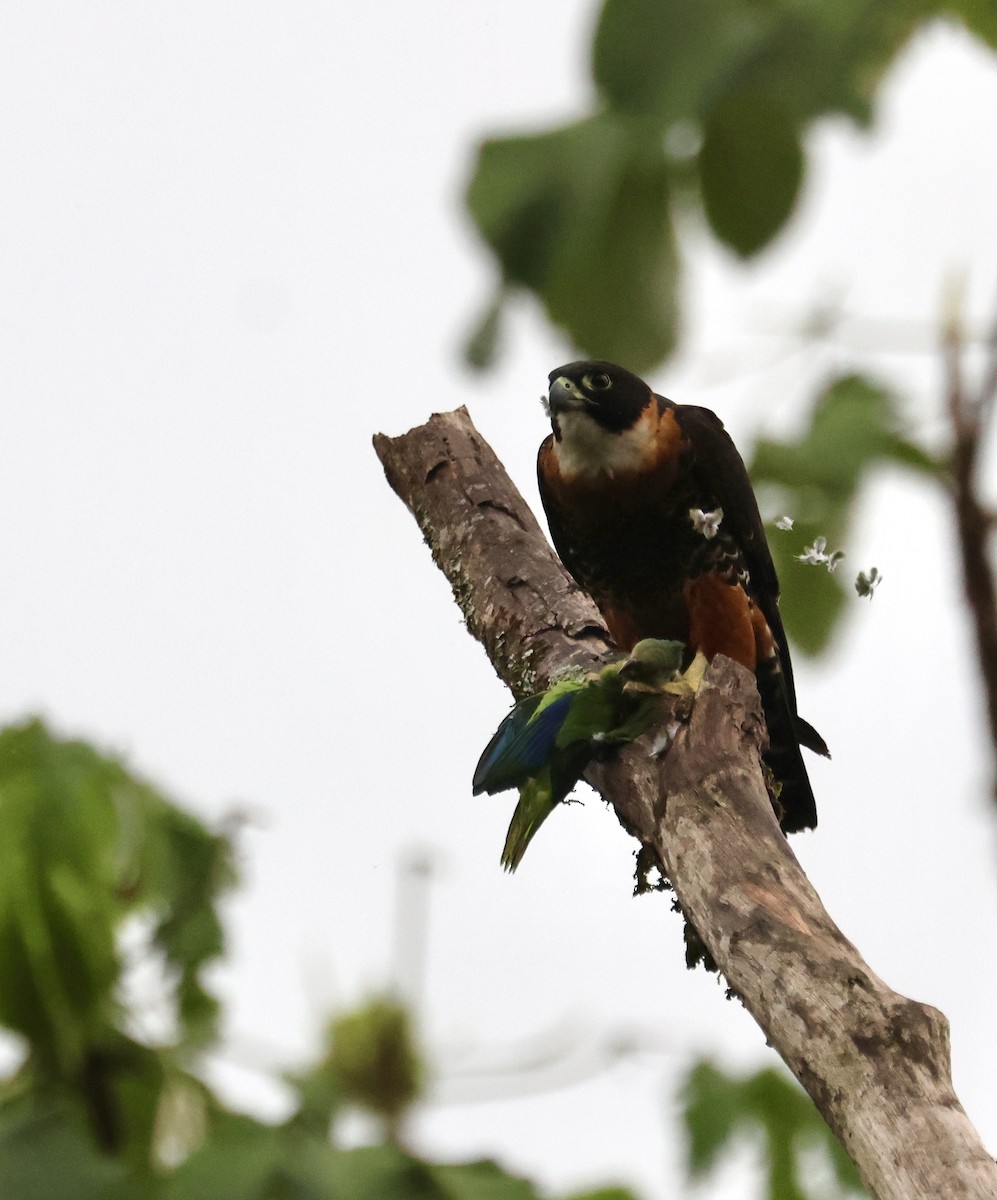 Orange-breasted Falcon - ML633240244