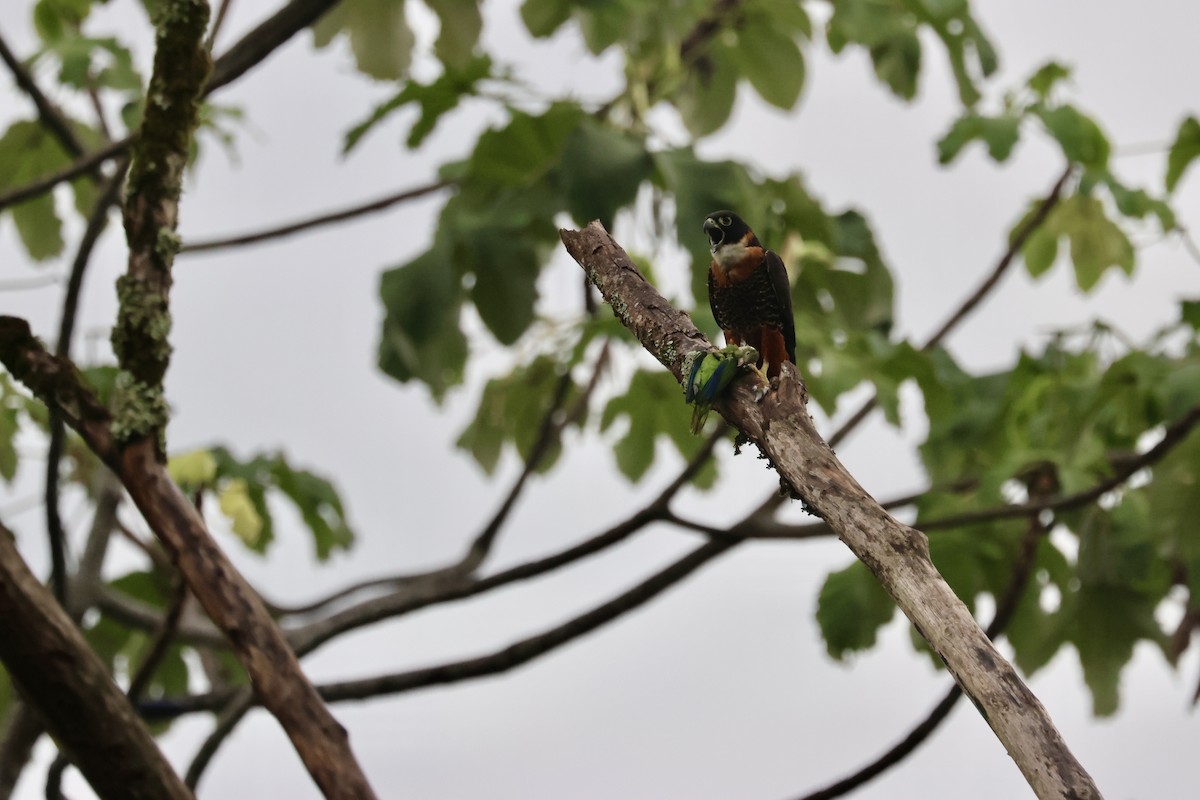 Orange-breasted Falcon - ML633240245