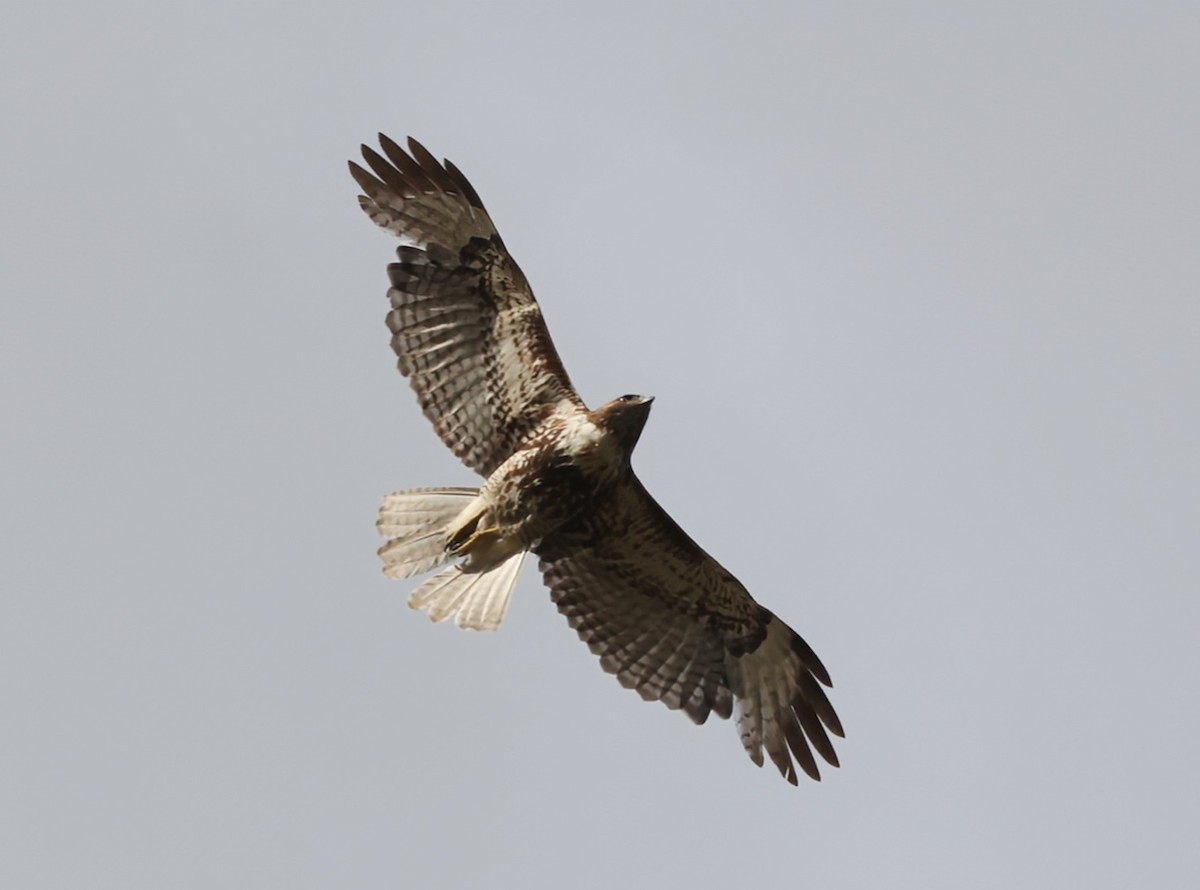 Red-tailed Hawk (jamaicensis) - ML633240264