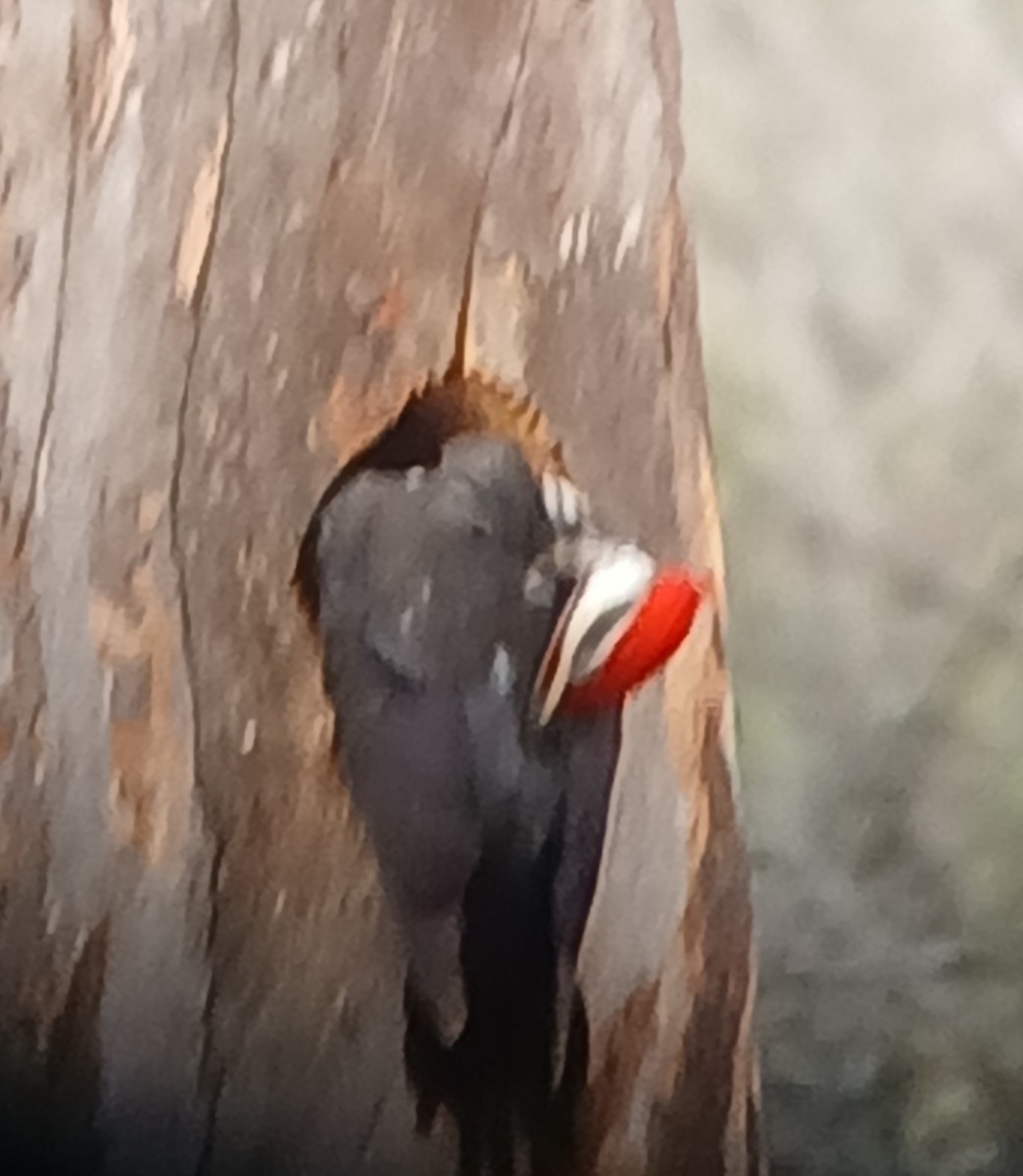 Pileated Woodpecker - ML633240292