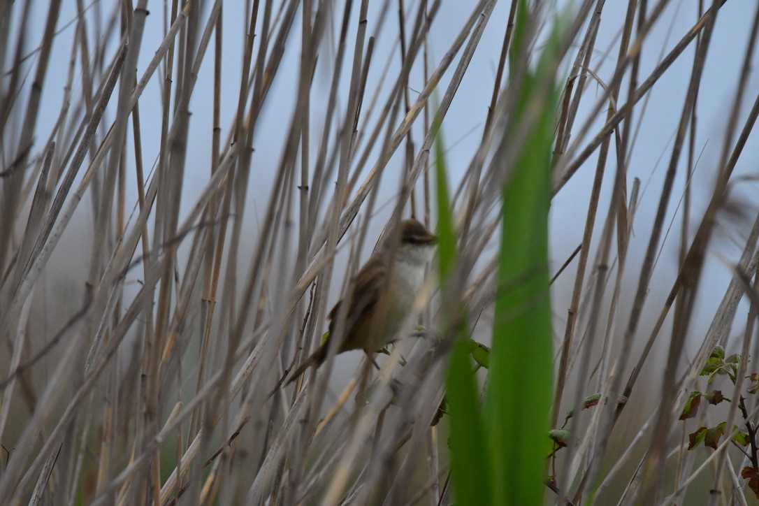 Sedge Warbler - ML633240328