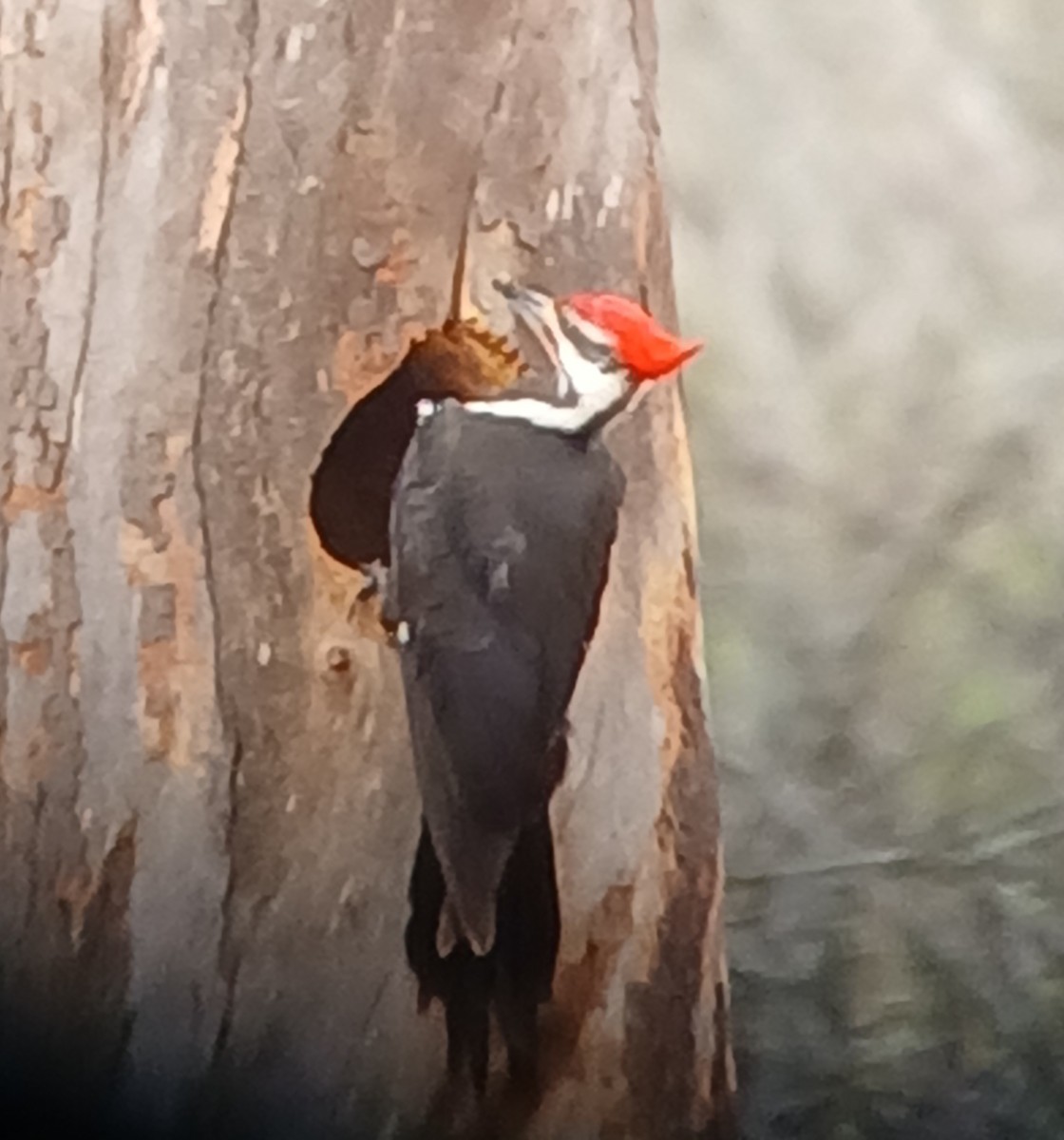 Pileated Woodpecker - ML633240330