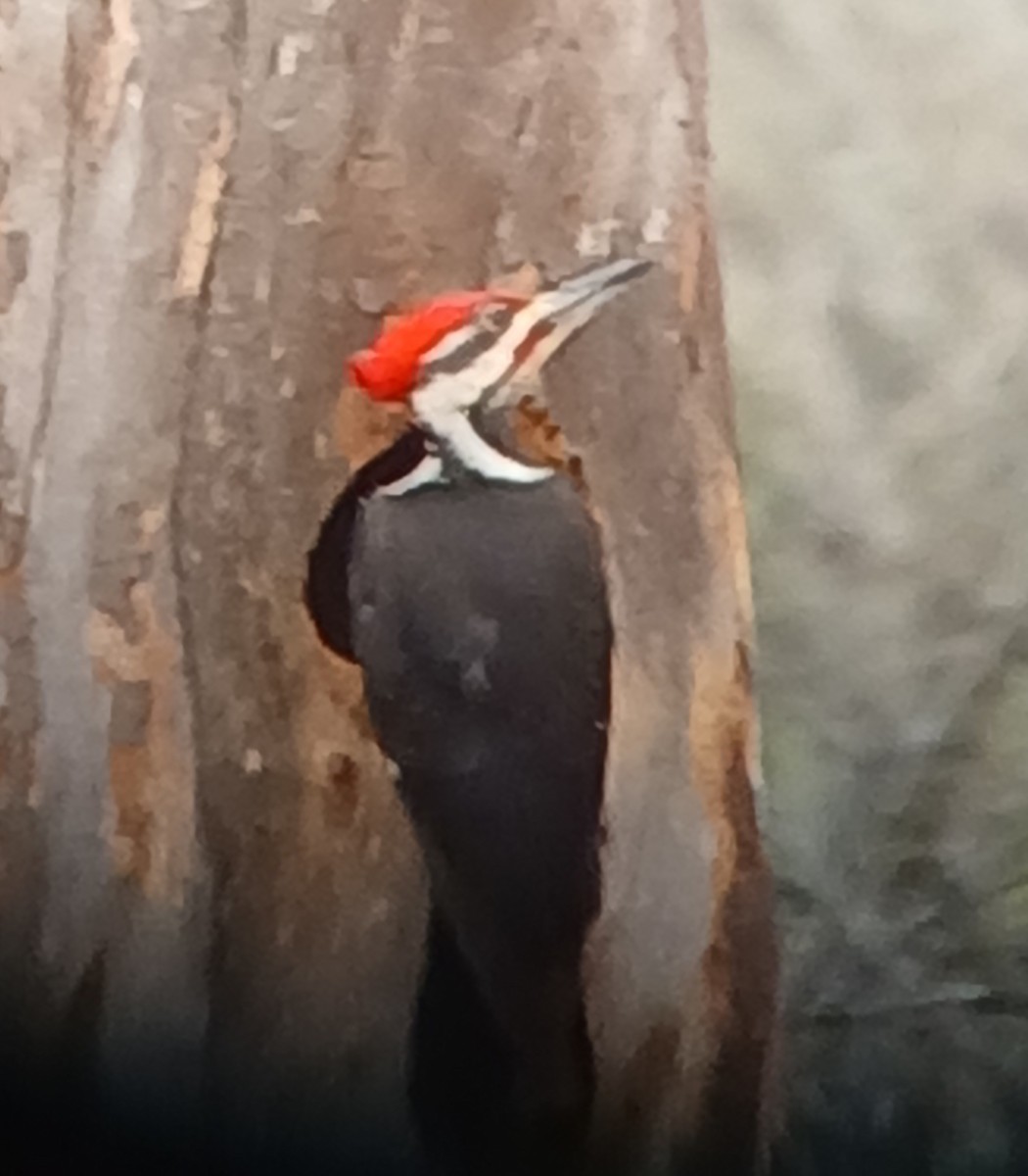 Pileated Woodpecker - ML633240365