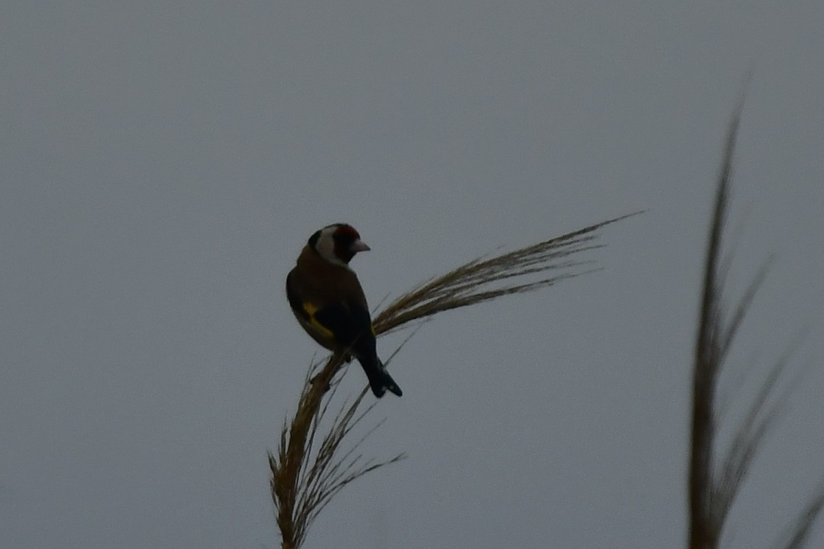 European Goldfinch - ML633240394