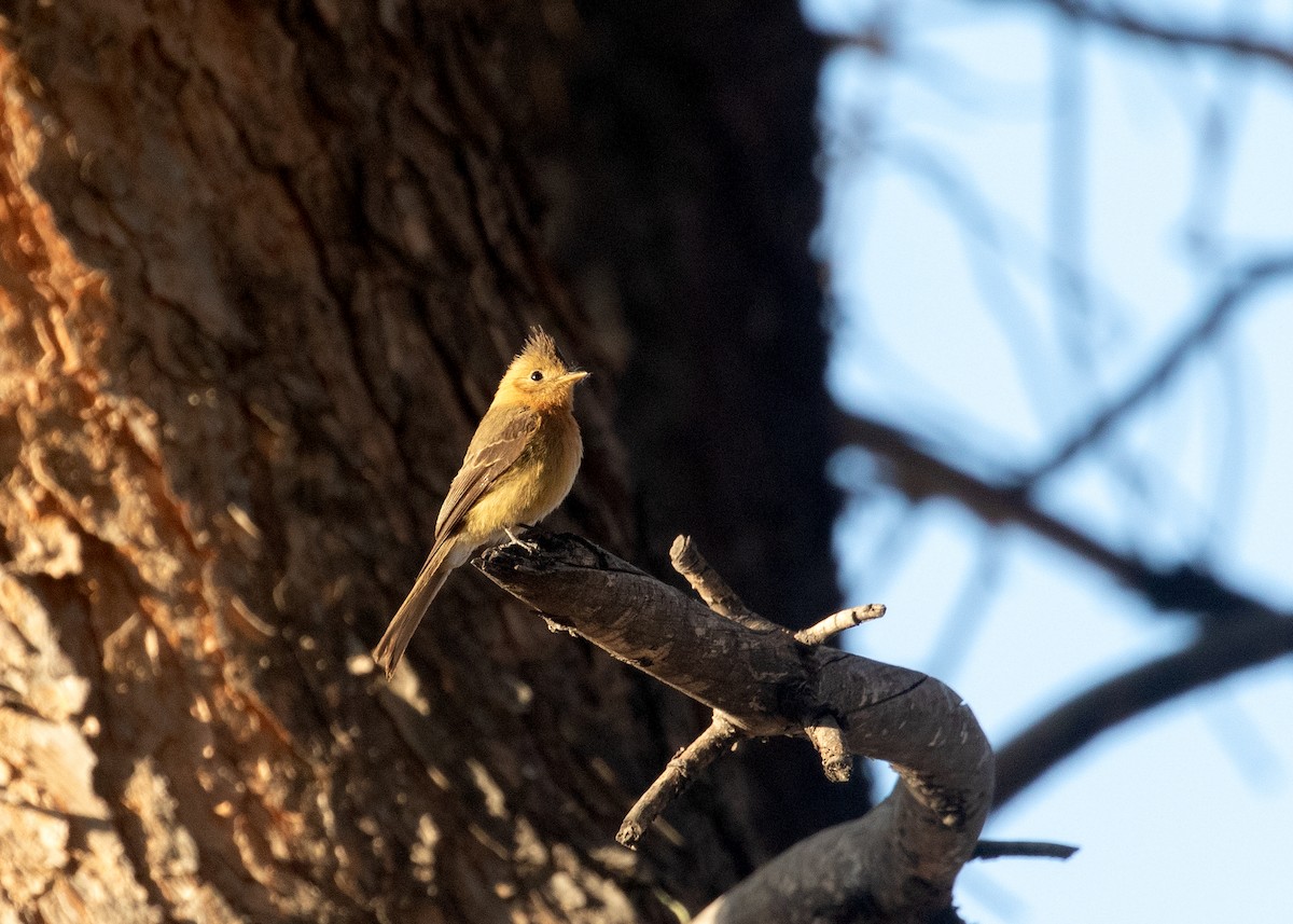 Tufted Flycatcher - ML633240430
