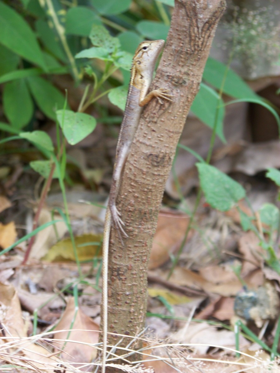 Oriental Garden Lizard - ML633240491