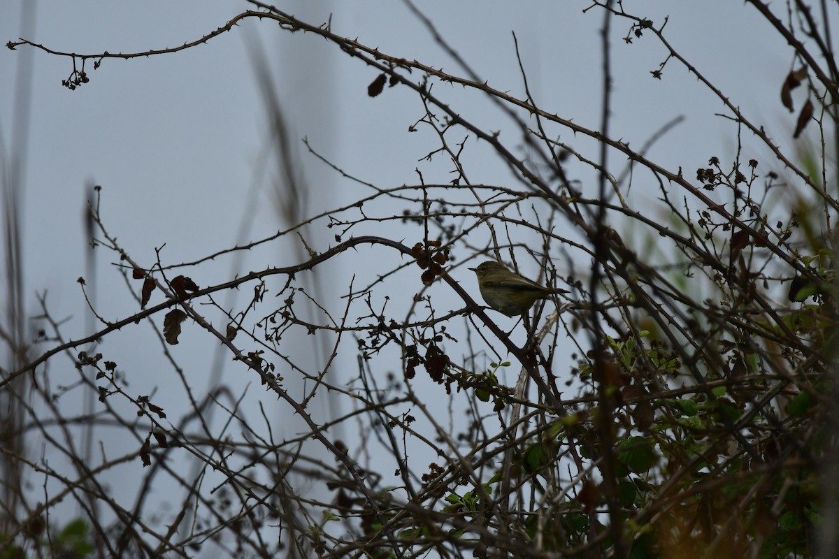 Common Chiffchaff - ML633240495