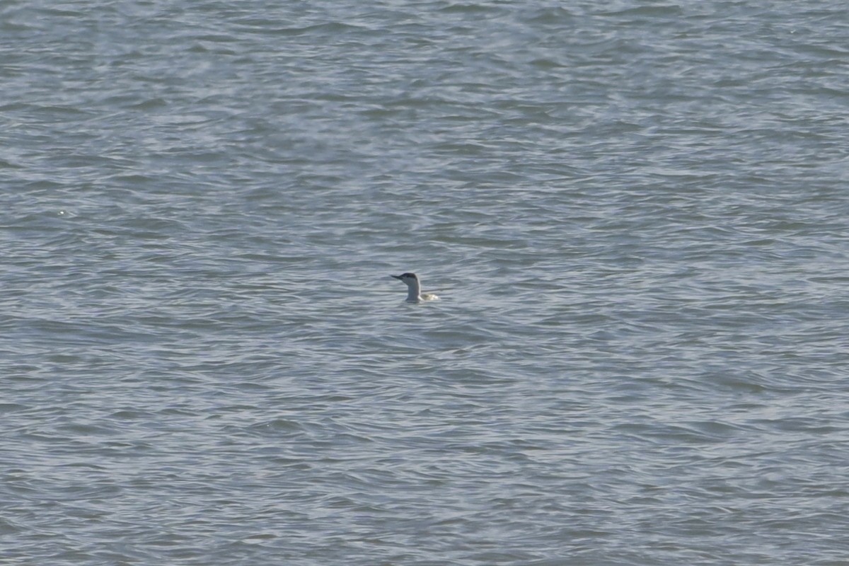 Red-throated Loon - ML633240555