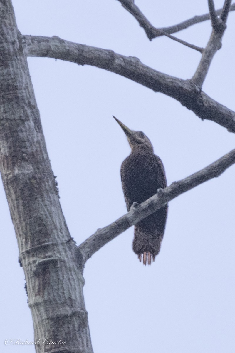 Bay Woodpecker - ML633240605