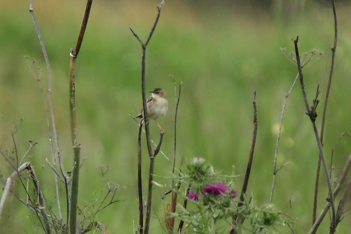 Zitting Cisticola - ML633240662