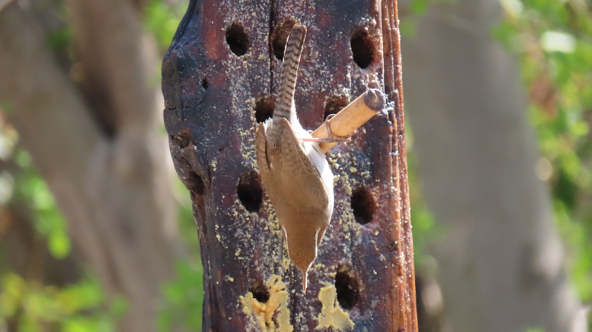 Bewick's Wren - ML633240741