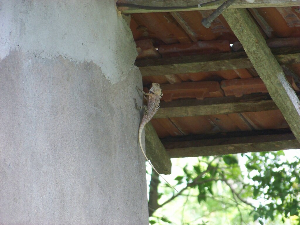 Oriental Garden Lizard - ML633240748