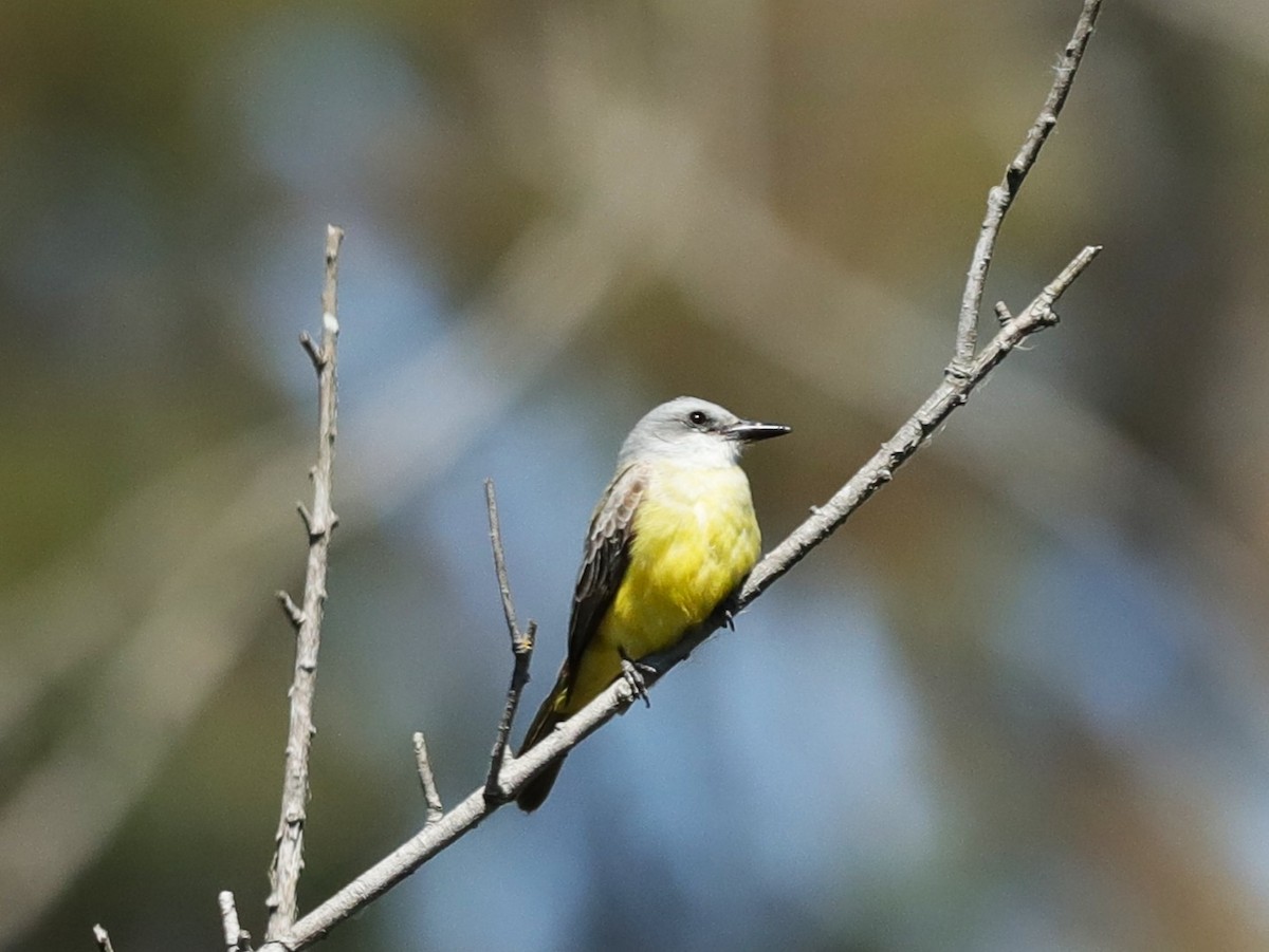 Tropical Kingbird - ML633240773