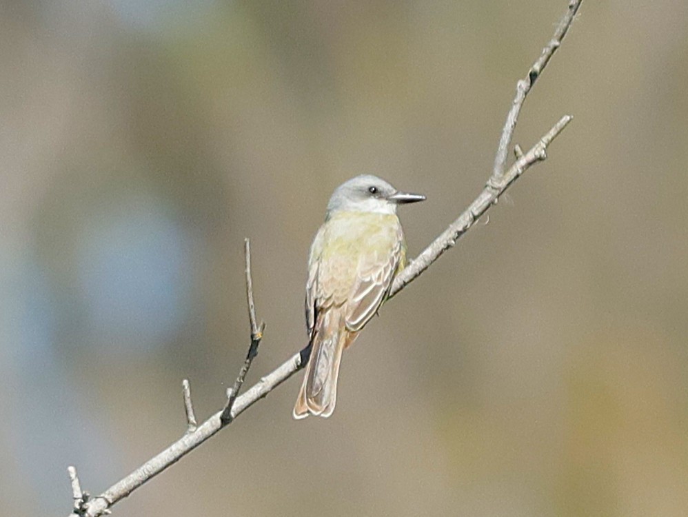 Tropical Kingbird - ML633240775
