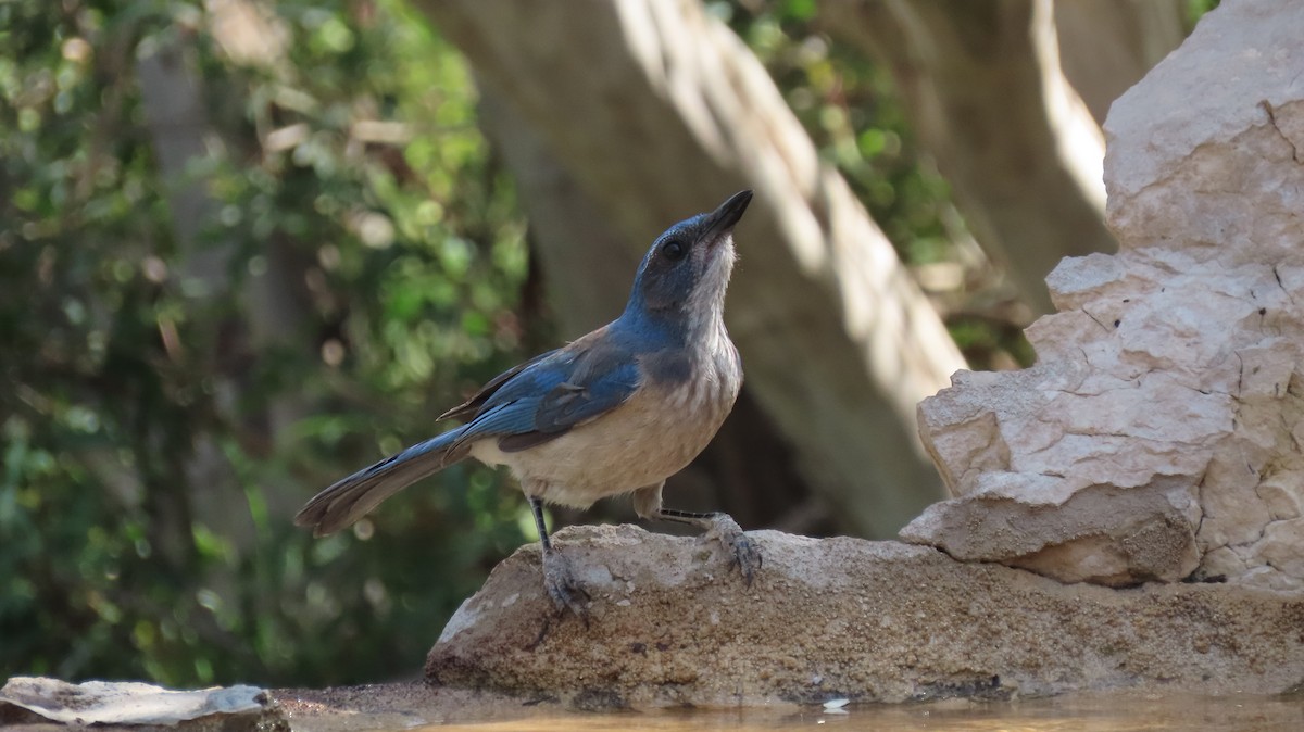 Woodhouse's Scrub-Jay - ML633240790