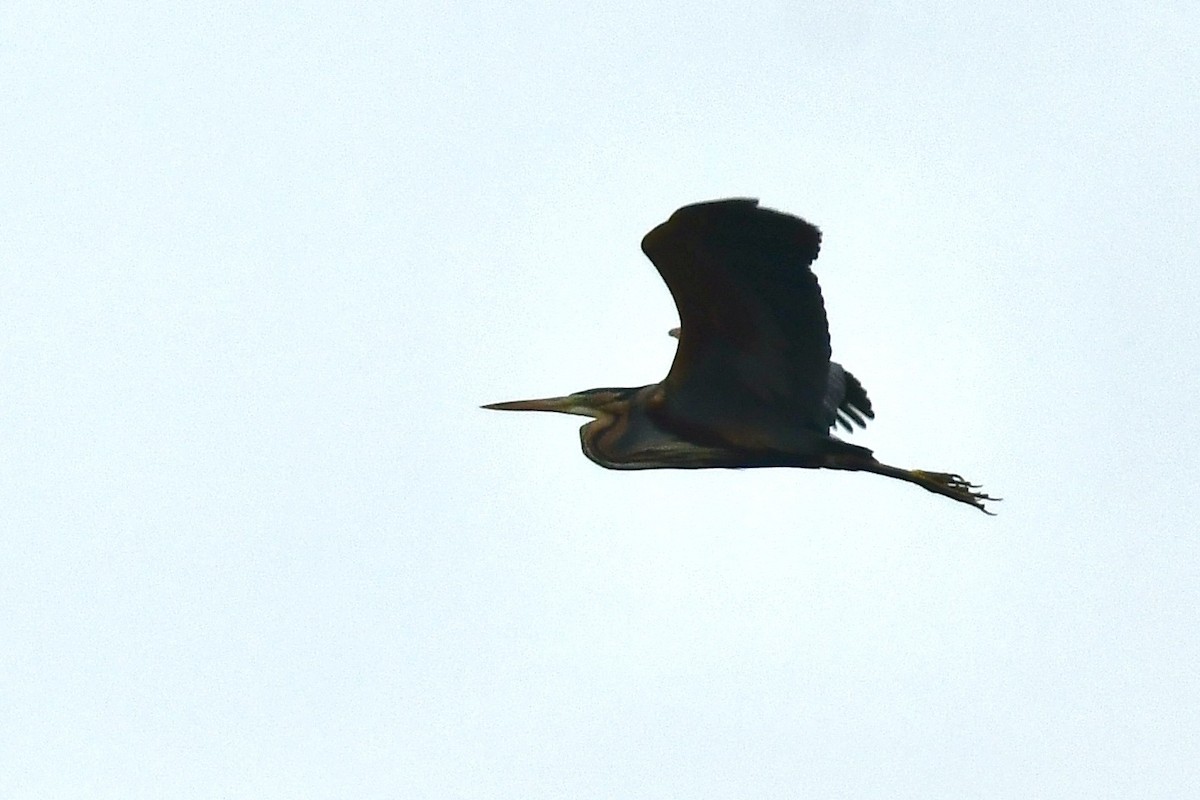 Purple Heron - ML633240792