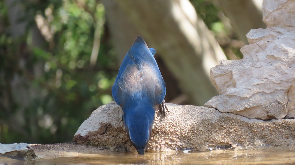 Woodhouse's Scrub-Jay - ML633240809