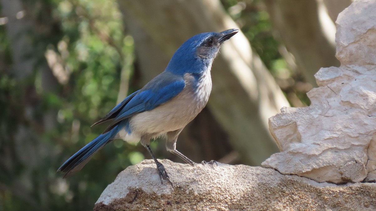 Woodhouse's Scrub-Jay - ML633240823