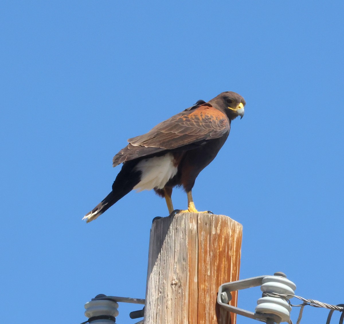 Harris's Hawk - ML633240886