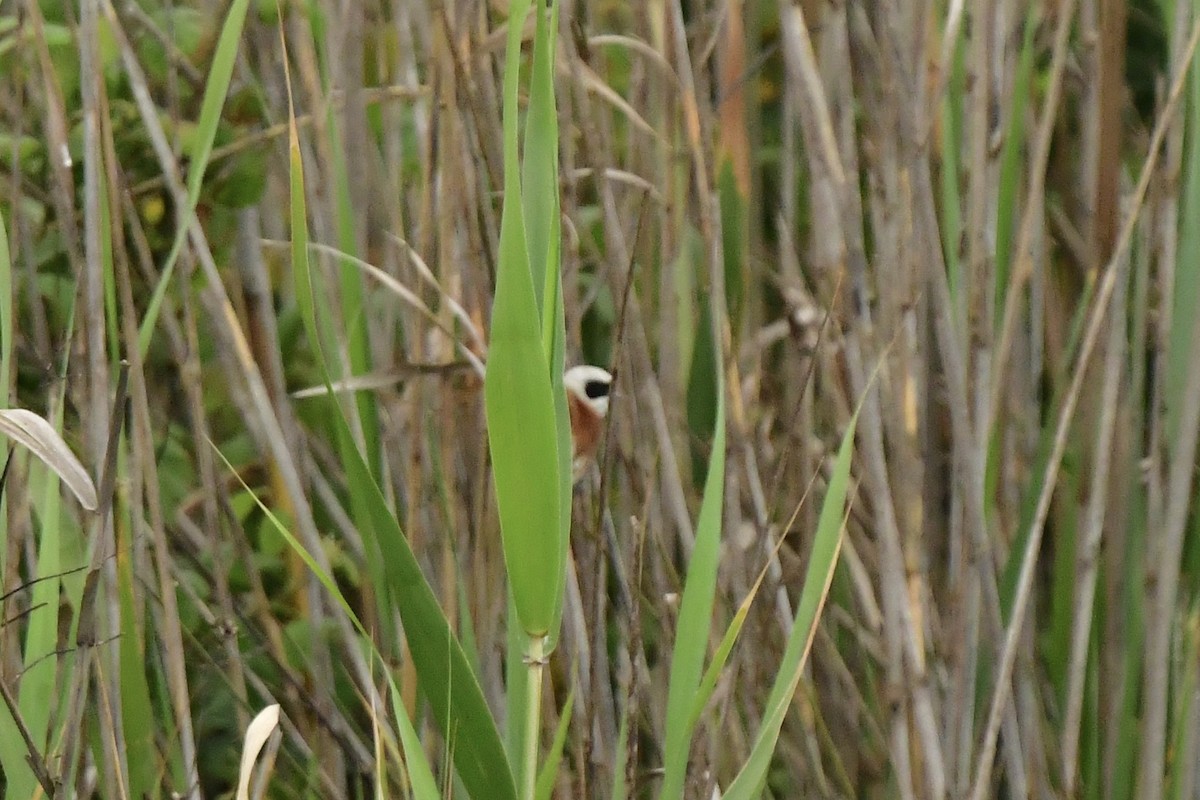 Eurasian Penduline-Tit - ML633240909