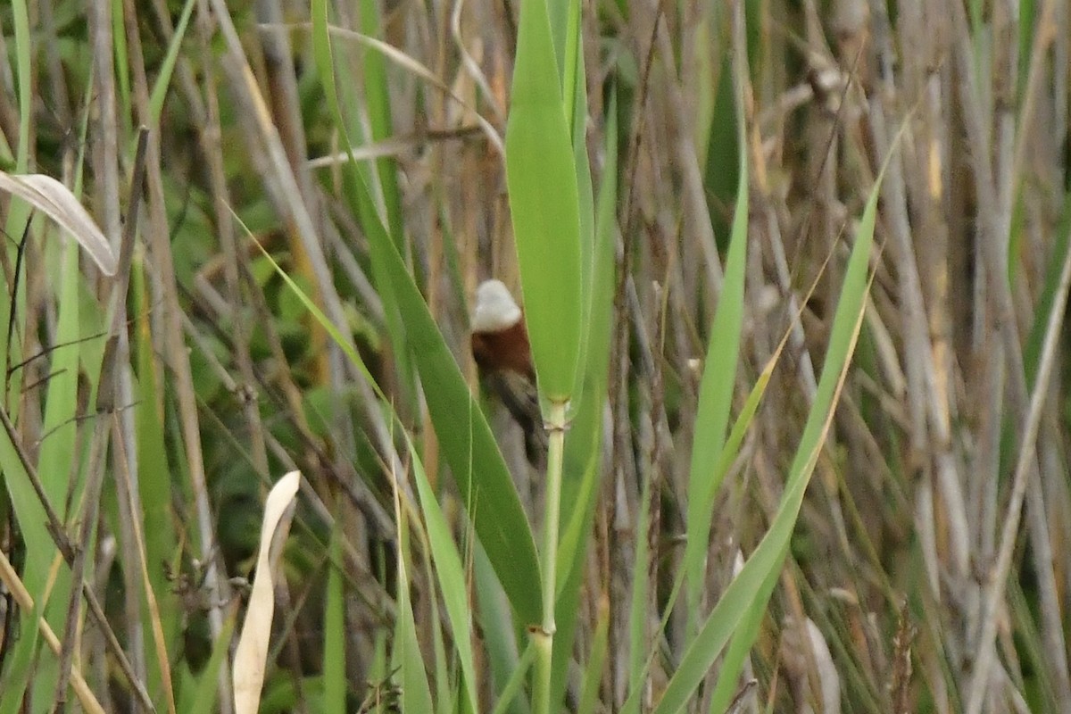 Eurasian Penduline-Tit - ML633240913