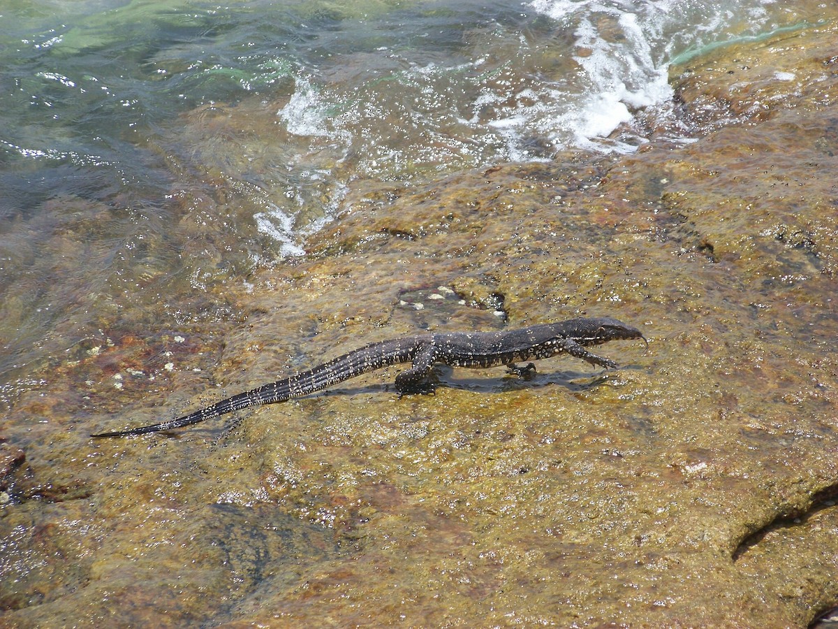 Sri Lankan Water Monitor - ML633240935