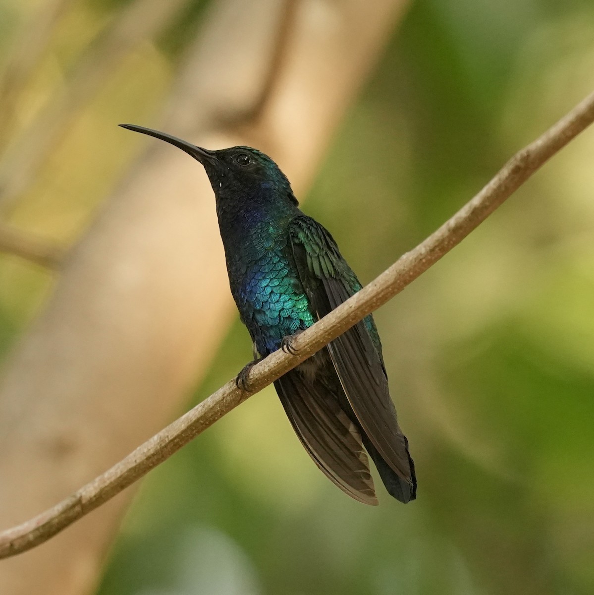 Santa Marta Sabrewing - ML633240943