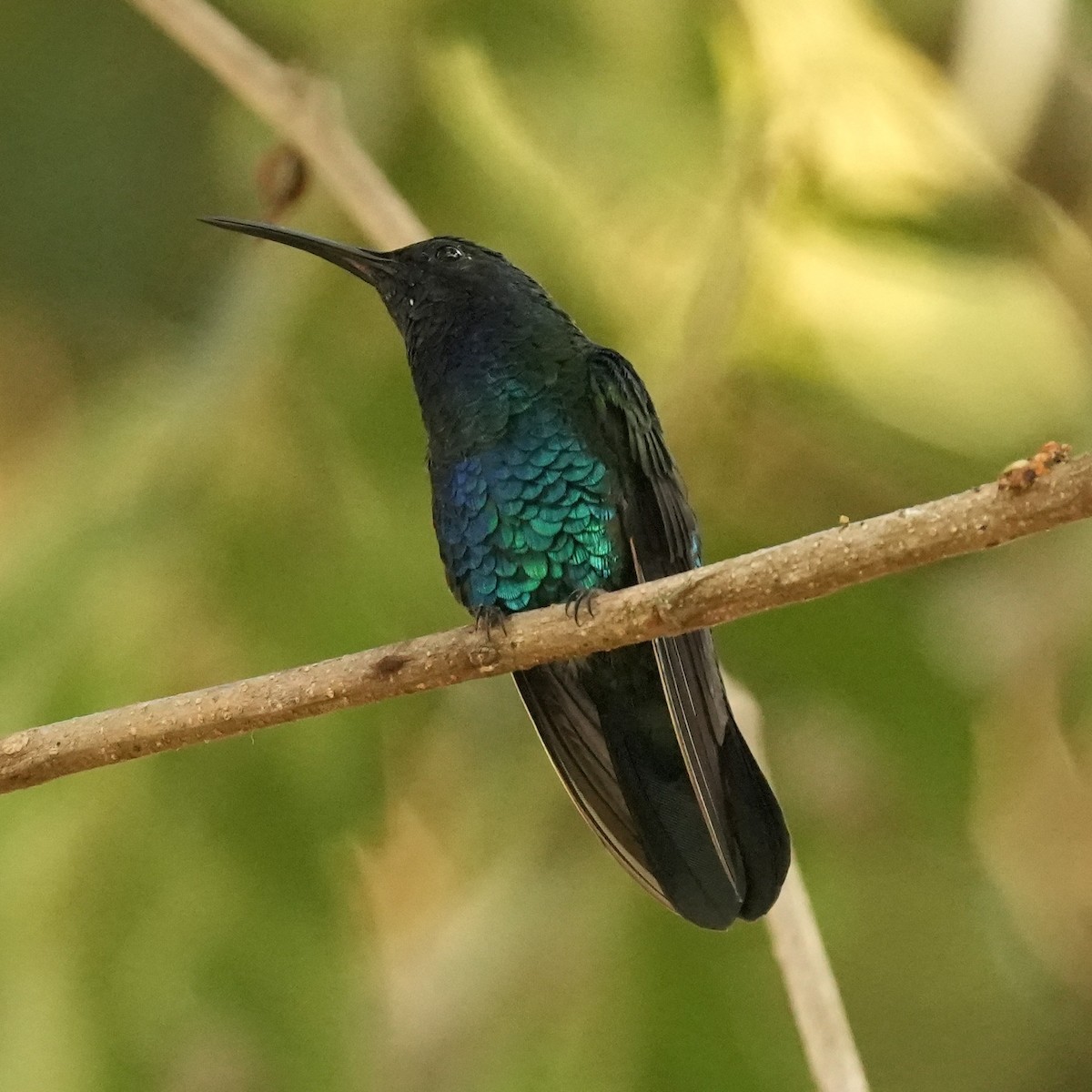 Santa Marta Sabrewing - ML633240946