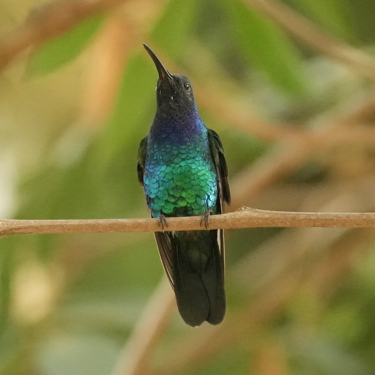 Santa Marta Sabrewing - ML633240947