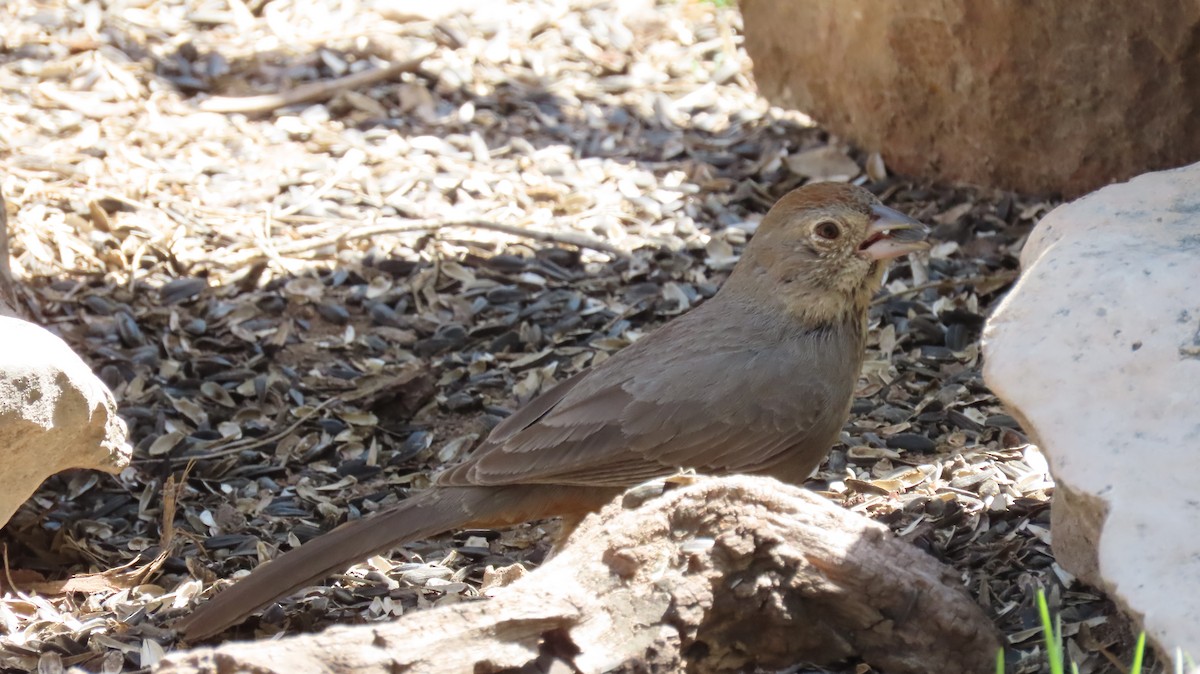Canyon Towhee - ML633240968