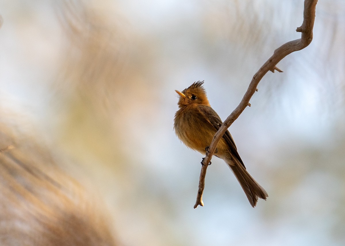 Tufted Flycatcher - ML633240988