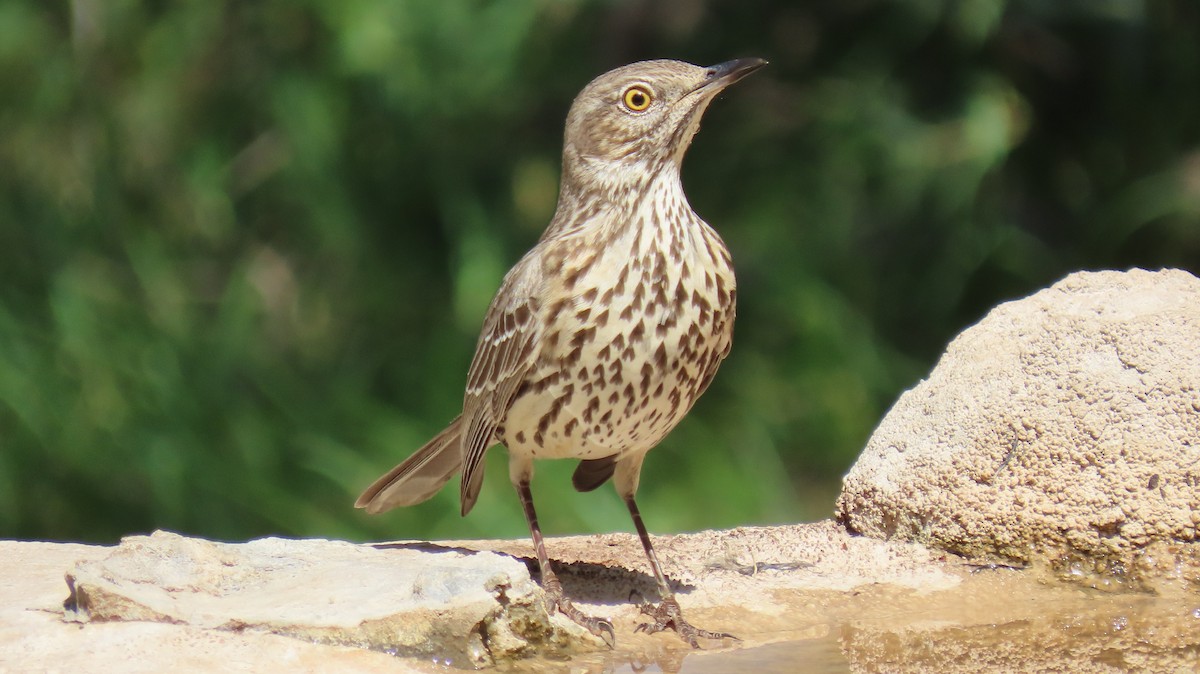 Sage Thrasher - ML633241001