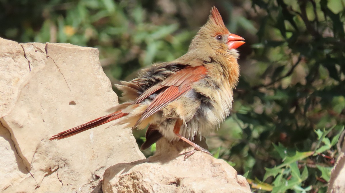 Northern Cardinal - ML633241016